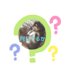 COCOくん(ᐡ⸝⸝o̴̶̷̤ ﻌ o̴̶̷̤⸝⸝ᐡ)（個別スタンプ：13）