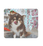 COCOくん(ᐡ⸝⸝o̴̶̷̤ ﻌ o̴̶̷̤⸝⸝ᐡ)（個別スタンプ：15）