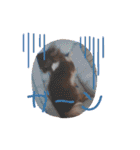 COCOくん(ᐡ⸝⸝o̴̶̷̤ ﻌ o̴̶̷̤⸝⸝ᐡ)（個別スタンプ：16）
