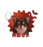 COCOくん(ᐡ⸝⸝o̴̶̷̤ ﻌ o̴̶̷̤⸝⸝ᐡ)（個別スタンプ：17）