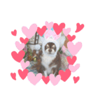 COCOくん(ᐡ⸝⸝o̴̶̷̤ ﻌ o̴̶̷̤⸝⸝ᐡ)（個別スタンプ：18）
