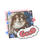 COCOくん(ᐡ⸝⸝o̴̶̷̤ ﻌ o̴̶̷̤⸝⸝ᐡ)（個別スタンプ：21）