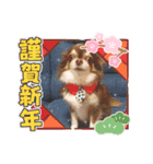 COCOくん(ᐡ⸝⸝o̴̶̷̤ ﻌ o̴̶̷̤⸝⸝ᐡ)（個別スタンプ：22）