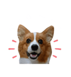 パピコギラテさん④（個別スタンプ：1）