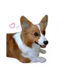 パピコギラテさん④（個別スタンプ：4）