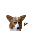 パピコギラテさん④（個別スタンプ：8）