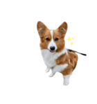 パピコギラテさん④（個別スタンプ：9）
