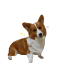 パピコギラテさん④（個別スタンプ：13）
