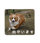 パピコギラテさん④（個別スタンプ：21）