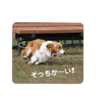 パピコギラテさん④（個別スタンプ：23）
