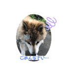 ぽん2021（個別スタンプ：7）