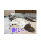 猫のモナとジャスミンのスタンプ（個別スタンプ：13）