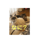 猫のモナとジャスミンのスタンプ（個別スタンプ：16）