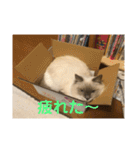 猫のモナとジャスミンのスタンプ（個別スタンプ：21）