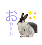 だいちゃんズ！（個別スタンプ：21）