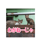 我が家の猫+意味わからん言語（個別スタンプ：1）