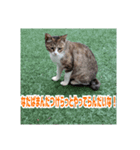 我が家の猫+意味わからん言語（個別スタンプ：2）