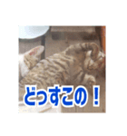 我が家の猫+意味わからん言語（個別スタンプ：3）