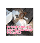 我が家の猫+意味わからん言語（個別スタンプ：4）