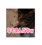 我が家の猫+意味わからん言語（個別スタンプ：5）