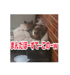 我が家の猫+意味わからん言語（個別スタンプ：6）