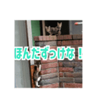 我が家の猫+意味わからん言語（個別スタンプ：7）