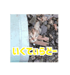 我が家の猫+意味わからん言語（個別スタンプ：8）