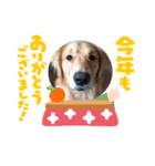 aslan年末年始ver.2021（個別スタンプ：4）