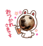 aslan年末年始ver.2021（個別スタンプ：8）