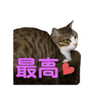 とびだせルイくん2（個別スタンプ：8）