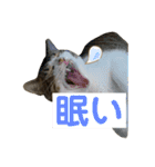 とびだせルイくん2（個別スタンプ：15）