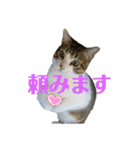 とびだせルイくん2（個別スタンプ：16）