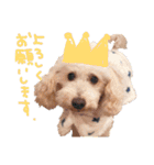 トイプーとMIX犬のいろんな時用スタンプ！（個別スタンプ：2）