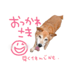 トイプーとMIX犬のいろんな時用スタンプ！（個別スタンプ：3）