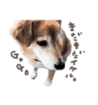 トイプーとMIX犬のいろんな時用スタンプ！（個別スタンプ：5）