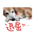 トイプーとMIX犬のいろんな時用スタンプ！（個別スタンプ：6）