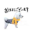 トイプーとMIX犬のいろんな時用スタンプ！（個別スタンプ：9）
