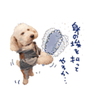 トイプーとMIX犬のいろんな時用スタンプ！（個別スタンプ：10）