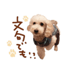 トイプーとMIX犬のいろんな時用スタンプ！（個別スタンプ：13）