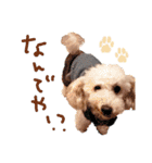 トイプーとMIX犬のいろんな時用スタンプ！（個別スタンプ：14）