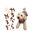 トイプーとMIX犬のいろんな時用スタンプ！（個別スタンプ：15）