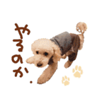 トイプーとMIX犬のいろんな時用スタンプ！（個別スタンプ：16）