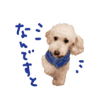 トイプーとMIX犬のいろんな時用スタンプ！（個別スタンプ：17）