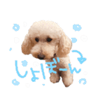 トイプーとMIX犬のいろんな時用スタンプ！（個別スタンプ：18）