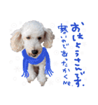 トイプーとMIX犬のいろんな時用スタンプ！（個別スタンプ：19）