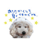 トイプーとMIX犬のいろんな時用スタンプ！（個別スタンプ：20）