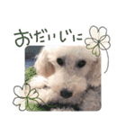 トイプーとMIX犬のいろんな時用スタンプ！（個別スタンプ：21）
