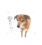 トイプーとMIX犬のいろんな時用スタンプ！（個別スタンプ：23）