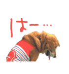 トイプーとMIX犬のいろんな時用スタンプ！（個別スタンプ：24）