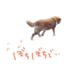 トイプーとMIX犬のいろんな時用スタンプ！（個別スタンプ：25）